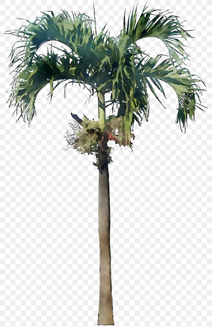 Asian Palmyra Palm Babassu Coconut Palm Trees Date Palm, PNG, 792x1263px, Asian Palmyra Palm, Areca Nut, Areca Palm, Arecales, Attalea Download Free
