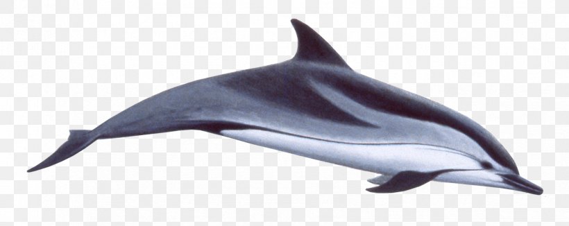 Common Bottlenose Dolphin Spinner Dolphin Striped Dolphin Short-beaked Common Dolphin Porpoise, PNG, 1711x682px, Common Bottlenose Dolphin, Animal Figure, Bottlenose Dolphin, Cetacea, Common Dolphin Download Free