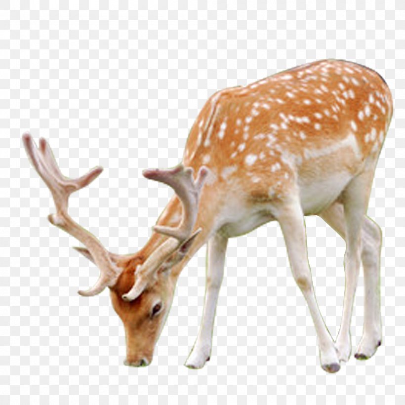 Sika Deer Velvet Antler, PNG, 1000x1000px, Deer, Antler, Fauna, Fawn, Gratis Download Free