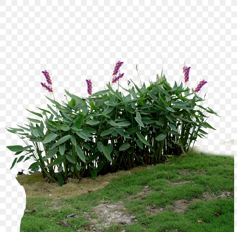 Aquatic Plant Viridiplantae Landscape, PNG, 800x800px, Aquatic Plant, Annual Plant, Color Model, Flower, Flowering Plant Download Free