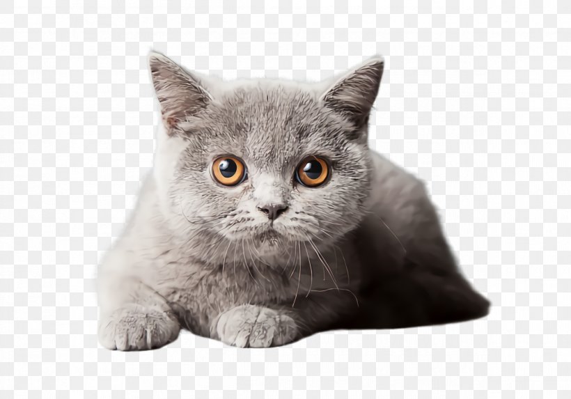 Cat Small To Medium-sized Cats British Shorthair Whiskers Domestic Short-haired Cat, PNG, 2392x1672px, Cat, British Longhair, British Shorthair, Domestic Shorthaired Cat, Small To Mediumsized Cats Download Free