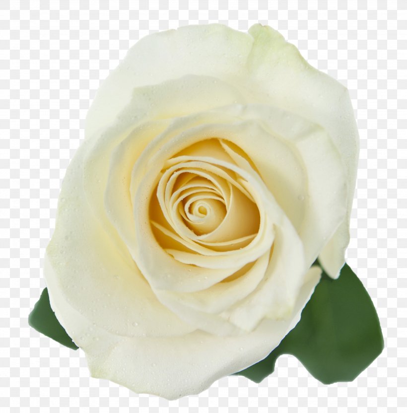 Garden Roses Cabbage Rose White Floribunda, PNG, 2663x2702px, Garden Roses, Cabbage Rose, Color, Cut Flowers, Floribunda Download Free