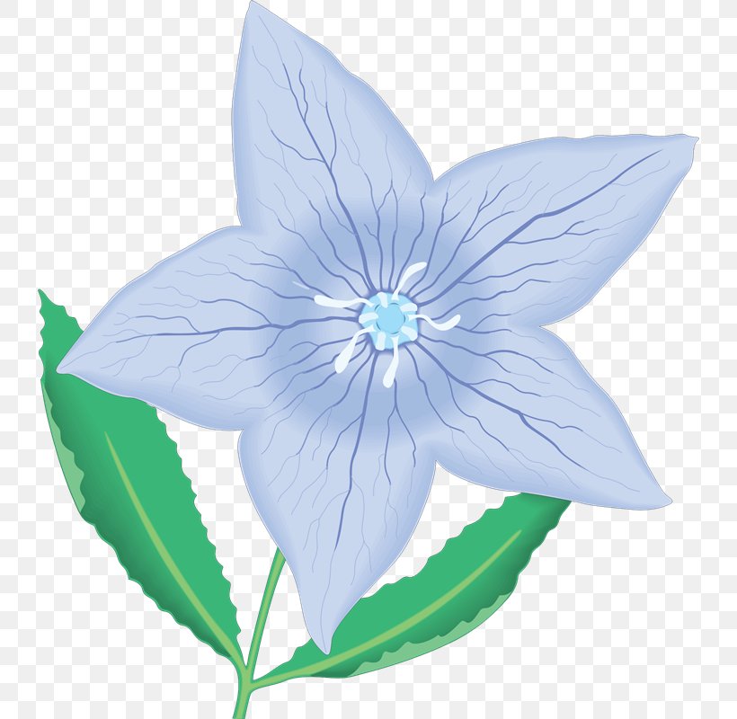 Petal Flower Clip Art, PNG, 736x800px, Petal, Bellflower Family, Blog, Blue, Drawing Download Free