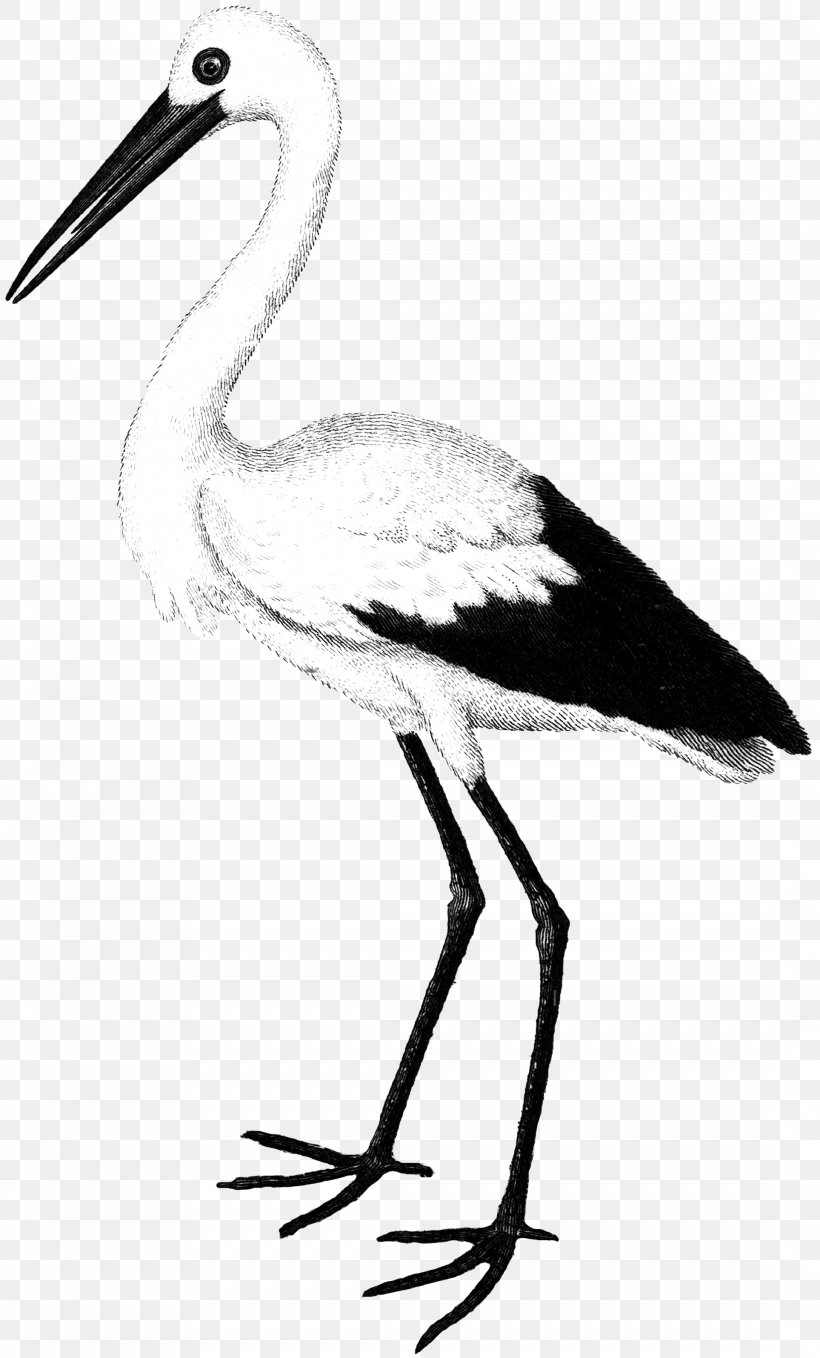 Stock Photography White Stork Bird Image, PNG, 2173x3600px, 1000000, Stock Photography, Alamy, Beak, Bird Download Free