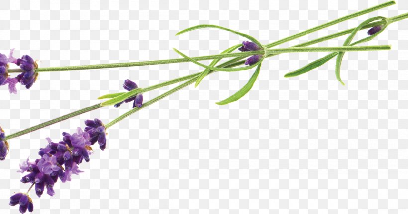 English Lavender Perfume Can Stock Photo, PNG, 1200x630px, English Lavender, Botanical Illustration, Branch, Can Stock Photo, Flora Download Free