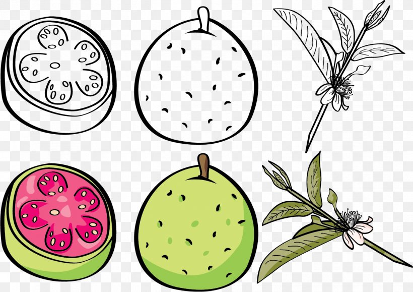 Guava Euclidean Vector Fruit Clip Art, PNG, 1342x949px, Cartoon, Clip Art, Flora, Flower, Flowering Plant Download Free