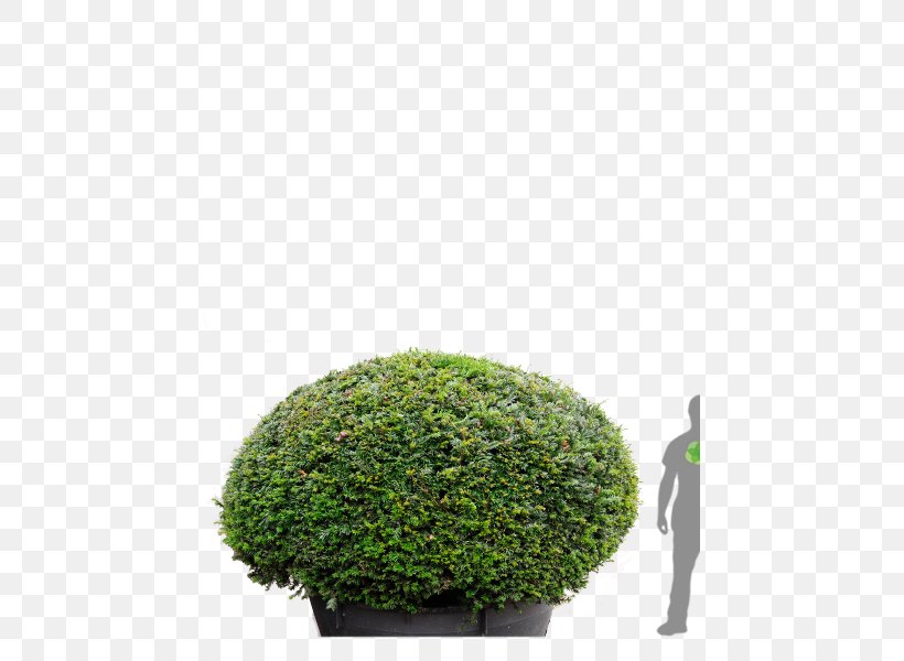 Hedge English Yew Tree Japanese Holly Topiary, PNG, 450x600px, Hedge, Buxus Sempervirens, Chamaecyparis Lawsoniana, Conifers, English Yew Download Free