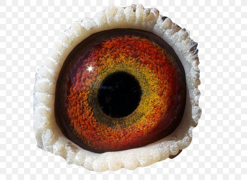 Iris Eye Download, PNG, 600x600px, Iris, Close Up, Eye Download Free