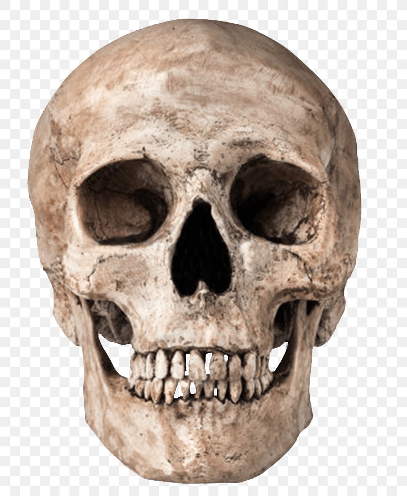 Skull Skeleton Clip Art, PNG, 788x1000px, Skull, Bone, Display Resolution, Head, Human Skeleton Download Free