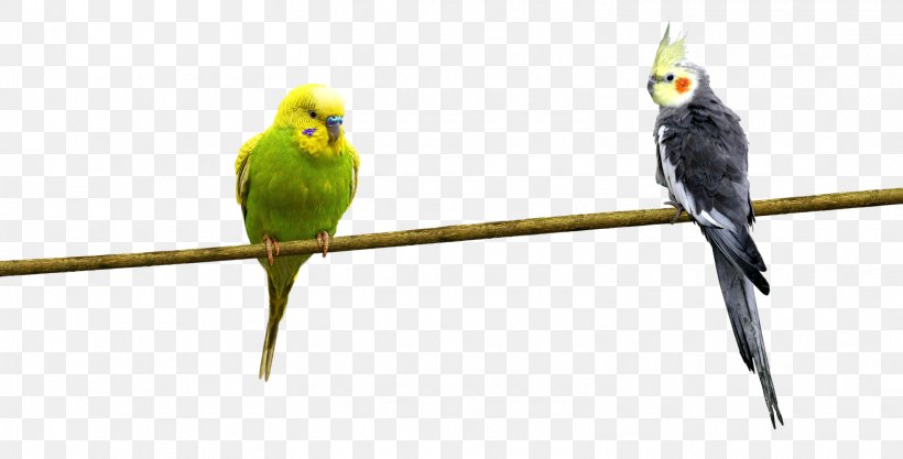 Bird Parrot, PNG, 1570x800px, Bird, Beak, Branch, Common Pet Parakeet, Fauna Download Free