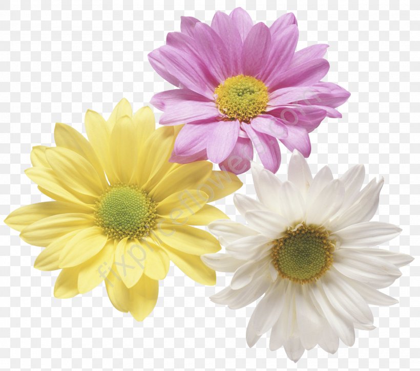 Clip Art, PNG, 1920x1699px, Simply The Best, Annual Plant, Aster, Best, Chrysanths Download Free