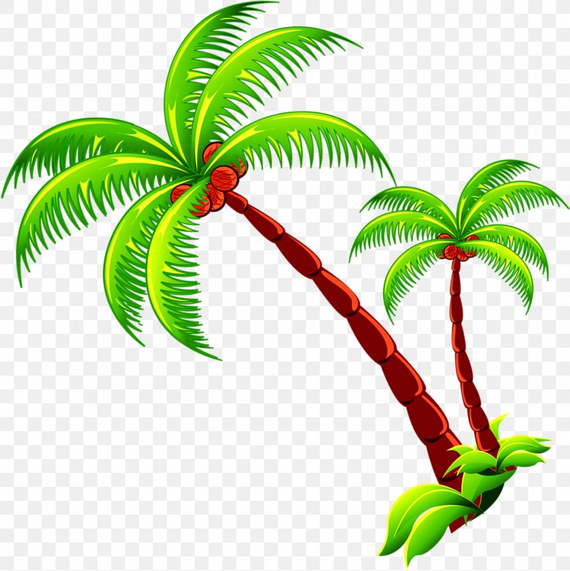 Coconut Tree Branch, PNG, 1430x1433px, Coconut, Arecaceae, Arecales, Branch, Flowerpot Download Free