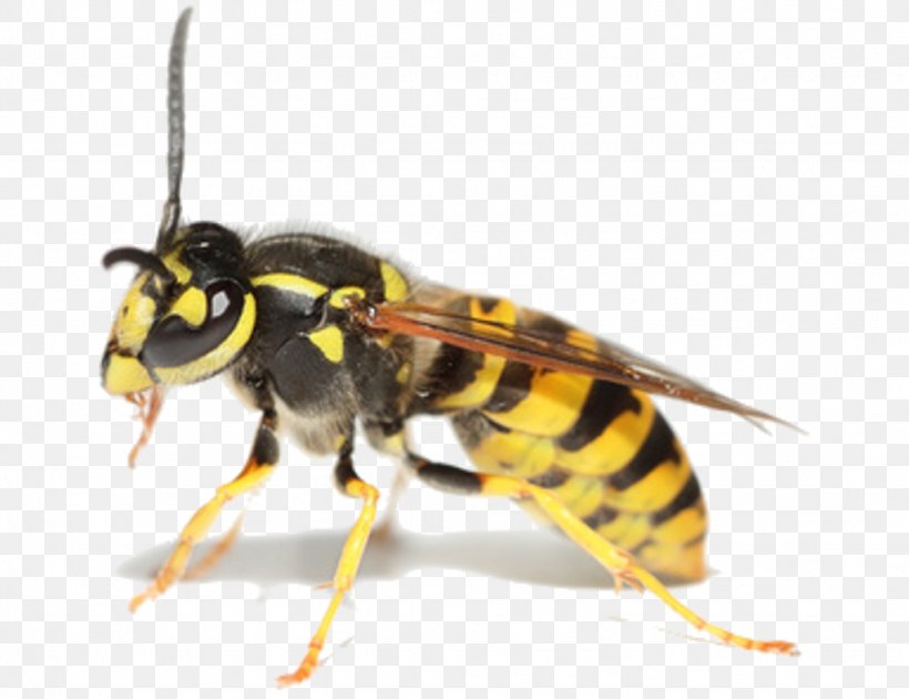 Insect Bee Cockroach Pest Control Wasp, PNG, 1024x787px, Insect, Arthropod, Bed Bug, Bee, Cockroach Download Free