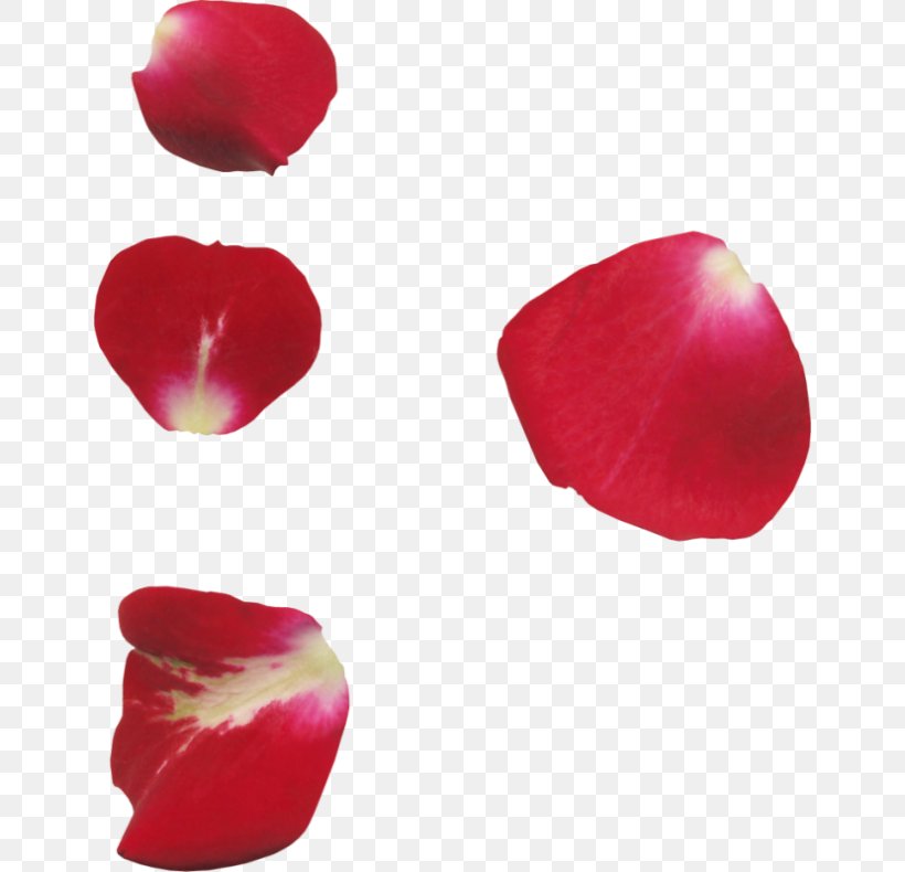 Petal Garden Roses Flower Clip Art, PNG, 650x790px, Petal, Beach Rose, Flower, Freeware, Garden Roses Download Free