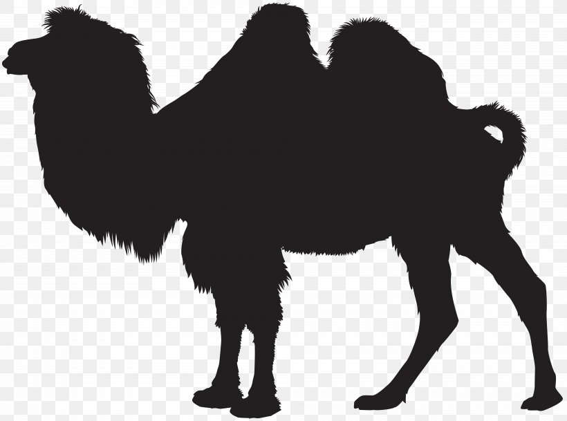Clip Art, PNG, 8000x5948px, Bactrian Camel, Arabian Camel, Black And White, Camel, Camel Like Mammal Download Free