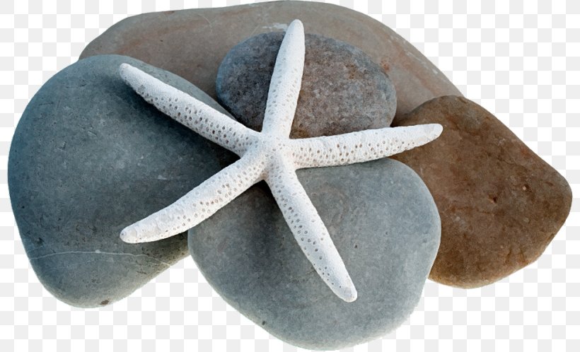 Starfish Euclidean Vector, PNG, 800x498px, Starfish, Designer, Pebble, Rock, Sea Download Free