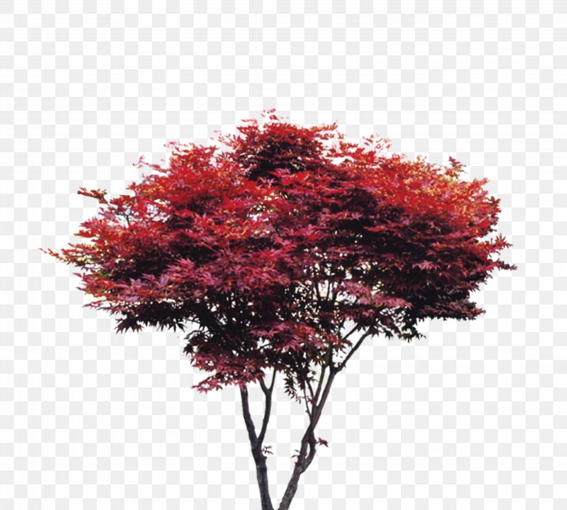 Tree Maple Red, PNG, 3172x2851px, Tree, Creativity, Data Compression