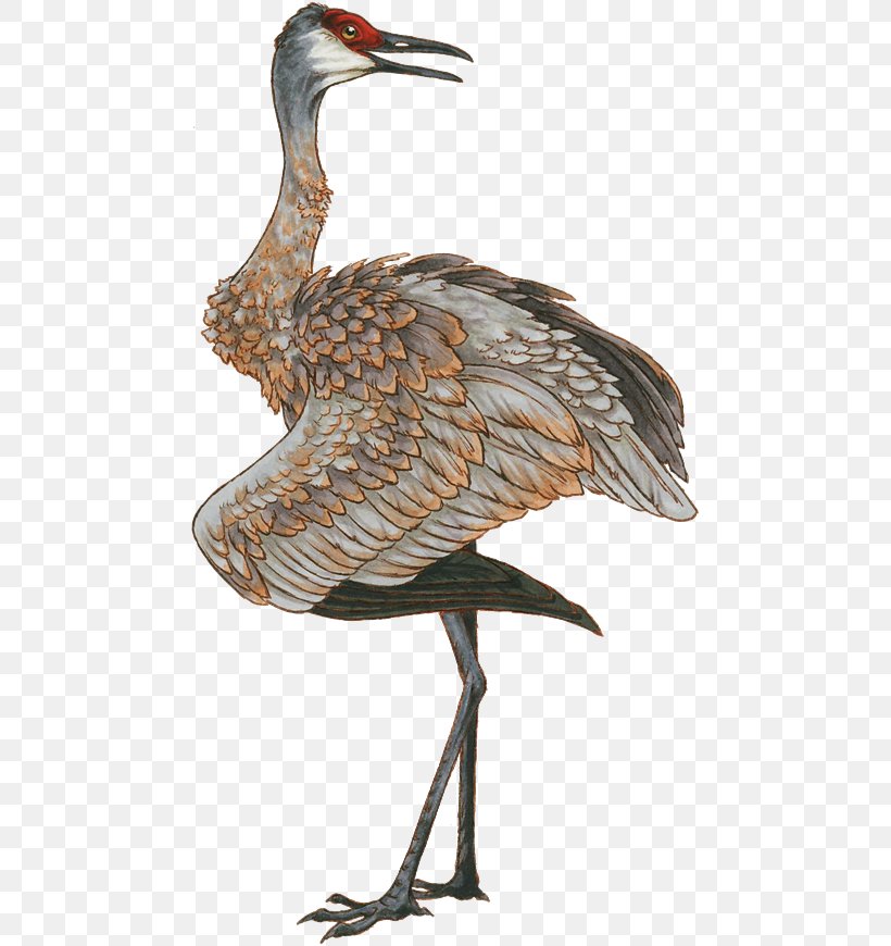 Red-crowned Crane Bird Drawing Clip Art, PNG, 470x870px, Crane, Animal, Beak, Bird, Common Crane Download Free