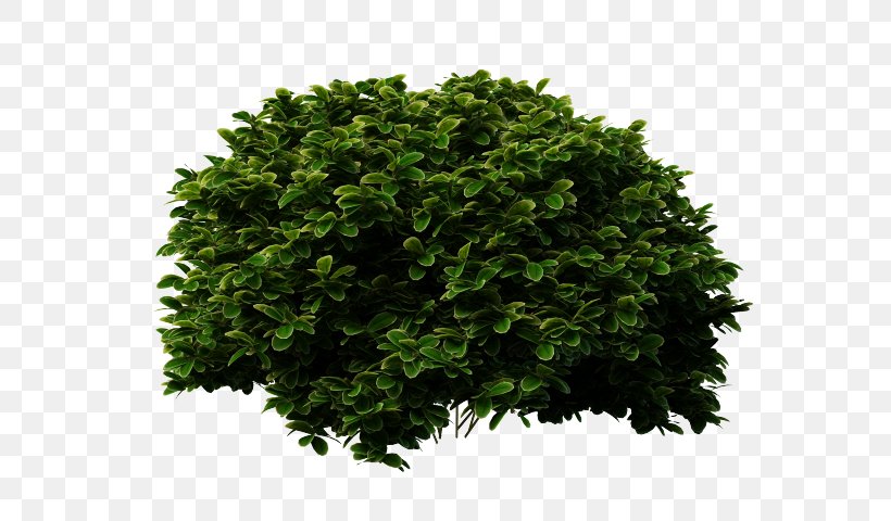 Shrub Clip Art Image Transparency, PNG, 640x480px, Shrub, Drawing, Flower, Grass, Green Download Free