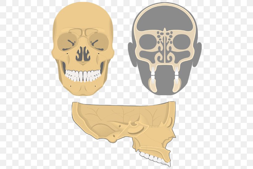 Skull Ethmoid Bone Facial Skeleton Frontal Bone Sinus, PNG, 550x550px, Skull, Anatomy, Bone, Cribriform Plate, Ethmoid Bone Download Free