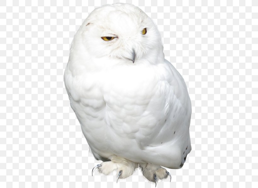 Snowy Owl Bird, PNG, 417x600px, Owl, Beak, Bird, Bird Of Prey, Blackandwhite Owl Download Free
