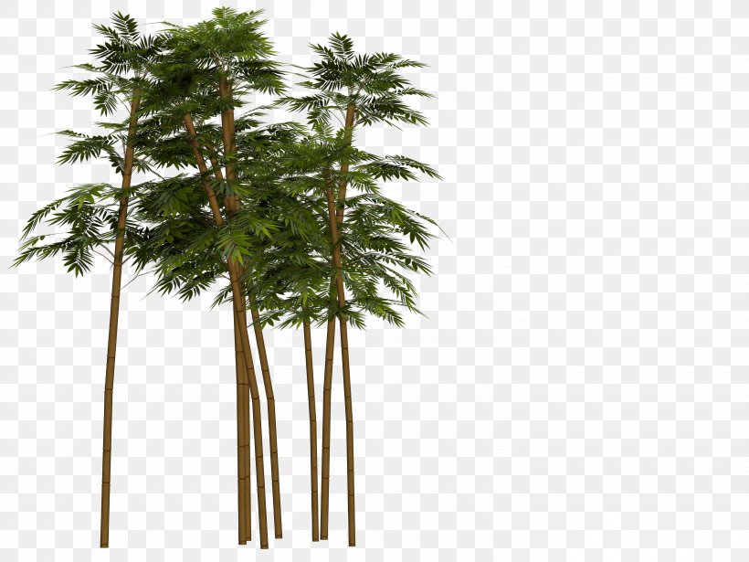 Tropical Woody Bamboos Image Stock.xchng, PNG, 6000x4500px, Bamboo, Arecales, Bamboo Painting, Borassus Flabellifer, Date Palm Download Free