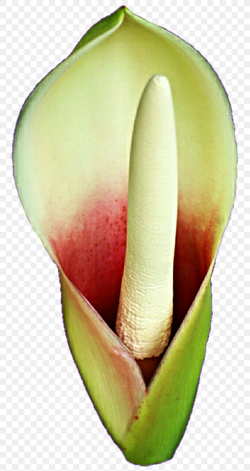 Arum Lilies Melon Fruit, PNG, 780x1543px, Arum, Alismatales, Arum Family, Arum Lilies, Bud Download Free