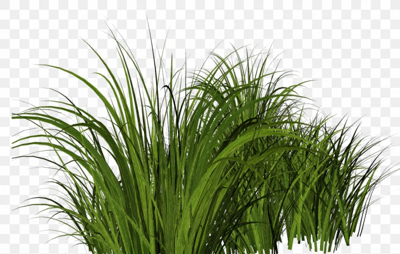 Clip Art Image Drawing Herbaceous Plant, PNG, 1276x811px, Drawing, Flower, Flowering Plant, Grass, Grass Family Download Free