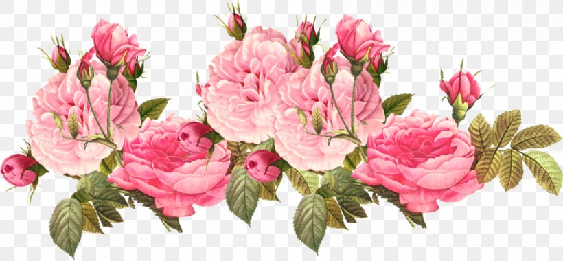 Clip Art Pink Flowers Image, PNG, 861x400px, Flower, Antique, Blossom, Cabbage Rose, Cut Flowers Download Free