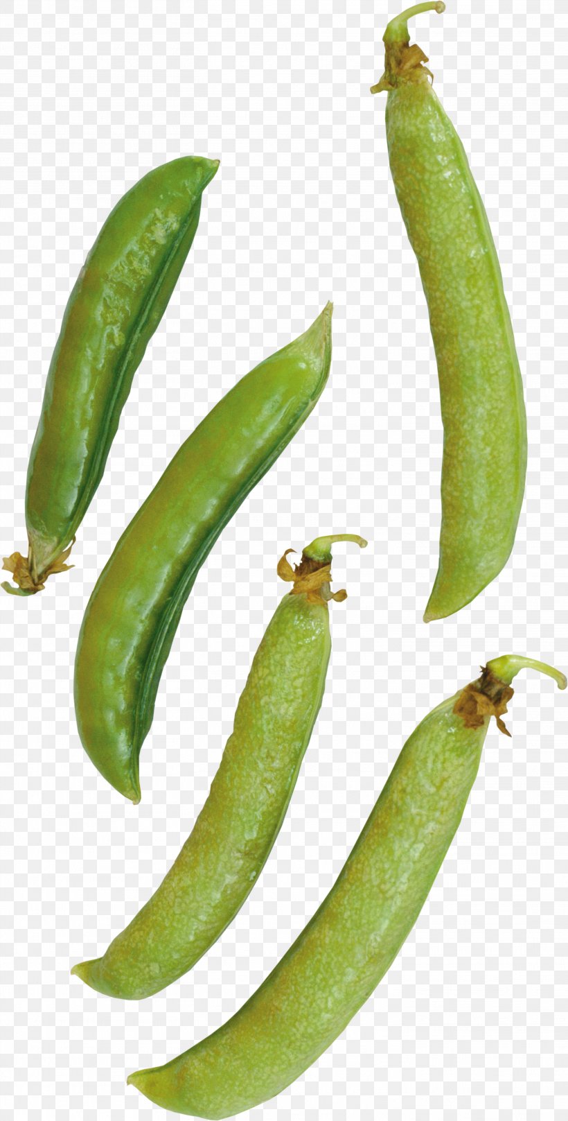 Common Bean Snap Pea Green Bean, PNG, 2923x5765px, Pea, Bean, Common Bean, Cucumber Gourd And Melon Family, Food Download Free