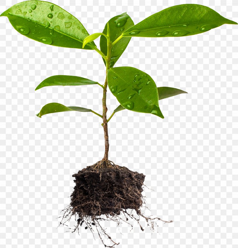 Tree Plant And Soil Plant And Soil Agriculture, PNG, 3692x3837px, Tree, Agriculture, Agritech, Flax, Flowerpot Download Free