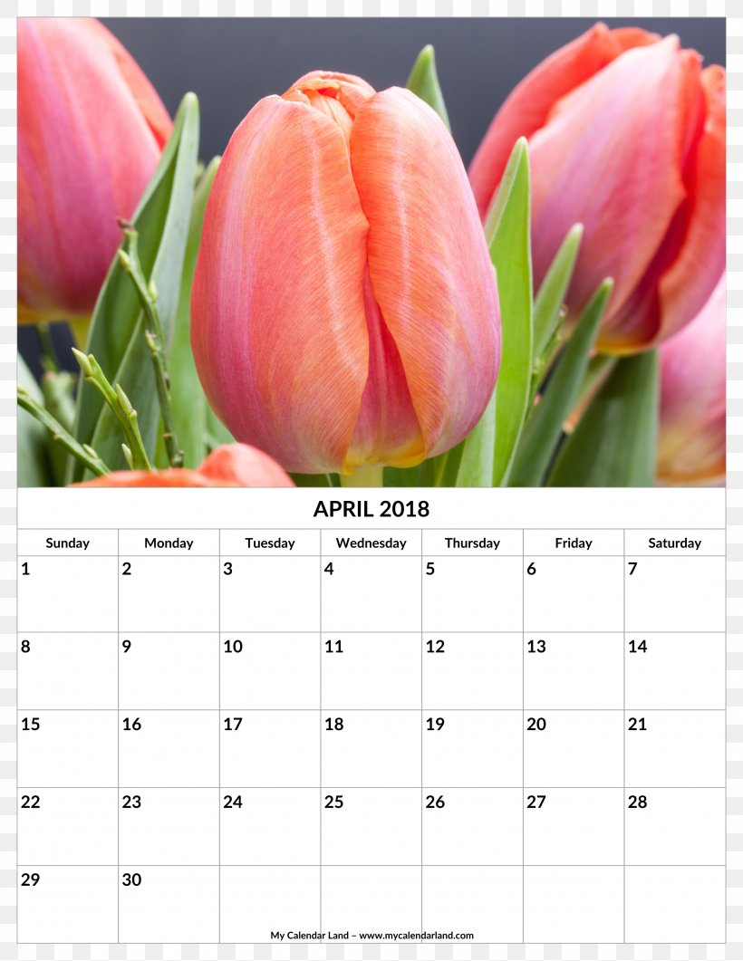 Tulip Flower Petal Blume, PNG, 2550x3300px, 2018, Tulip, Blume, Botany, Calendar Download Free