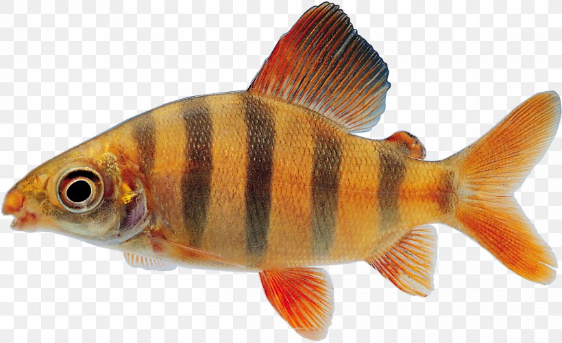 Goldfish Clip Art, PNG, 2337x1425px, Goldfish, Aquarium, Aquariums, Bony Fish, Common Rudd Download Free