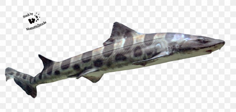 Squaliformes Requiem Shark Hexanchiformes Carpet Shark Heterodontiformes, PNG, 1293x617px, Squaliformes, Angelshark, Carcharhiniformes, Carpet Shark, Cartilaginous Fish Download Free