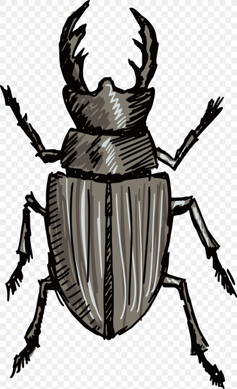 Volkswagen Beetle Stag Beetle Silhouette, PNG, 885x1454px, Beetle, Arthropod, Black And White, Depositphotos, Drawing Download Free