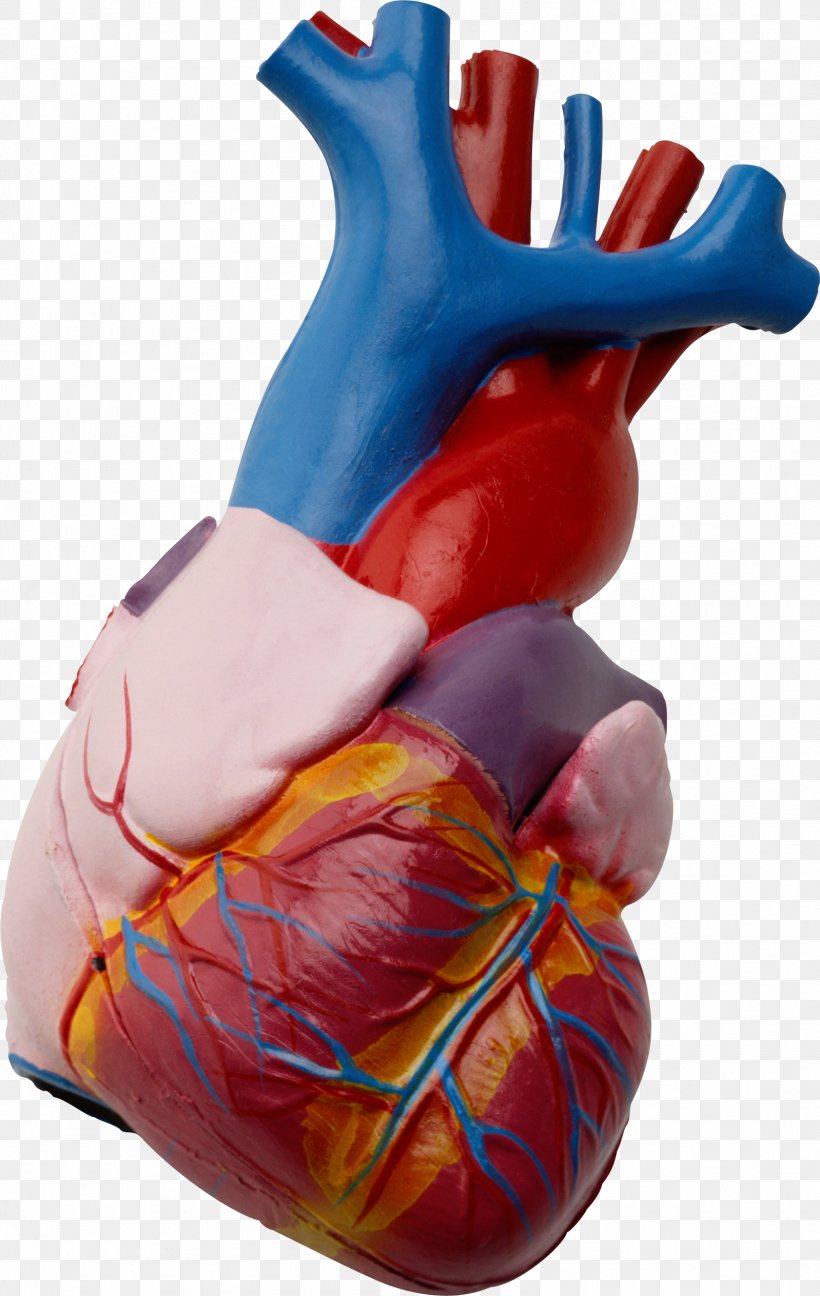 Heart Human Anatomy Beta Blocker Human Body, PNG, 1598x2527px, Watercolor, Cartoon, Flower, Frame, Heart Download Free