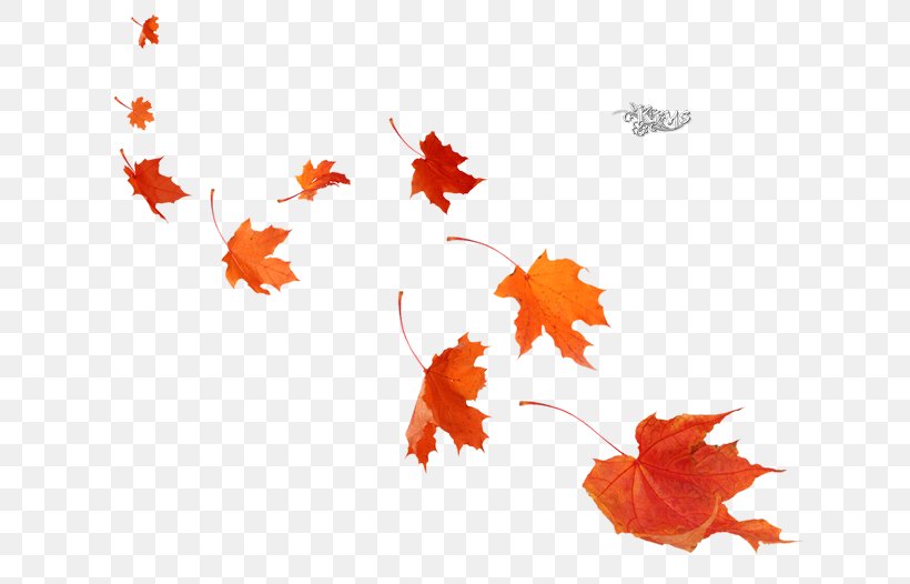 Maple Leaf Poster Autumn Mural, PNG, 650x526px, Maple Leaf, Autumn, Branch, Color, Flower Download Free