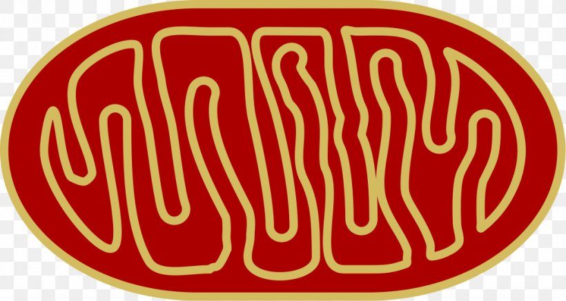 Mitochondrion Organelle Cellular Respiration Mitochondrial Disease, PNG, 1000x533px, Mitochondrion, Area, Biology, Brand, Cell Download Free