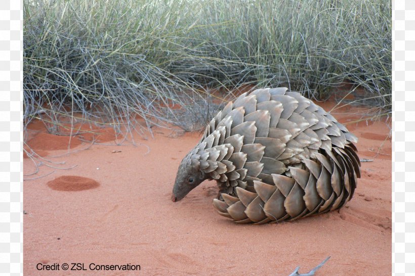 Scale Ground Pangolin Mammal Chinese Pangolin Species, PNG, 1200x800px, Scale, Beak, Chinese Pangolin, Cites, Endangered Species Download Free