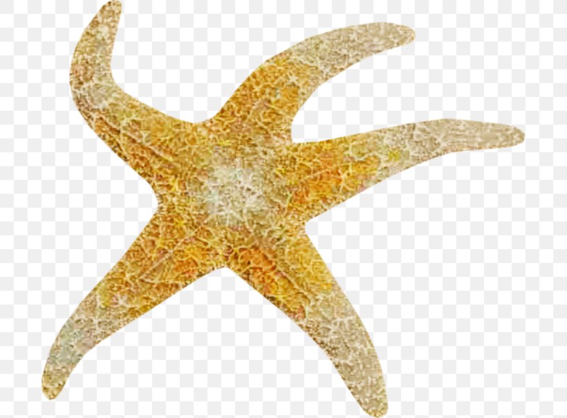 Starfish Download, PNG, 699x604px, Starfish, Brown, Color, Echinoderm, Invertebrate Download Free