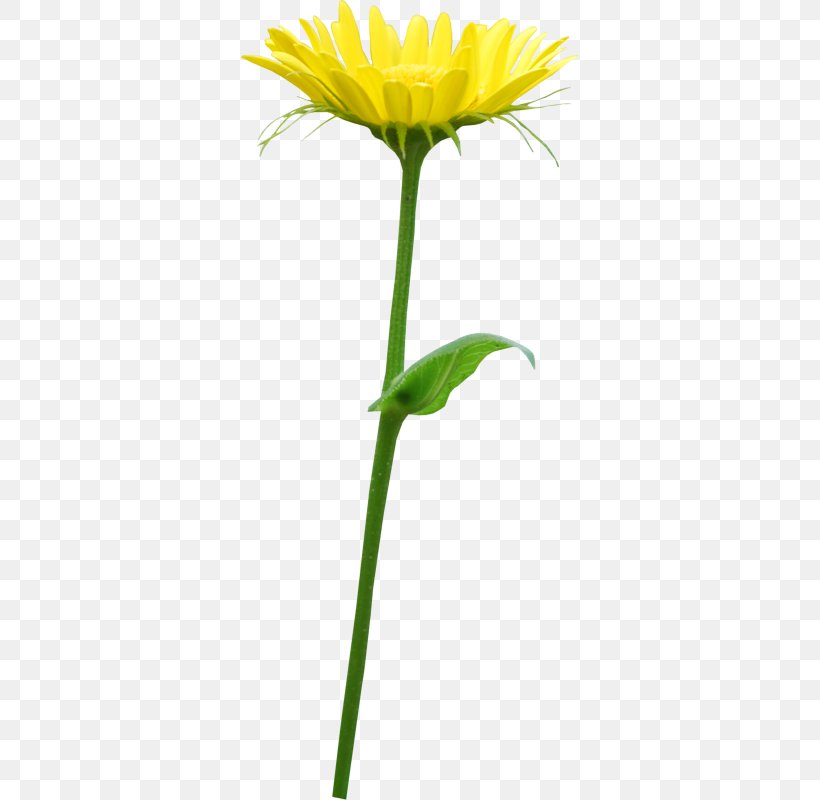 Yellow Orange Flower, PNG, 338x800px, Yellow, Chrysanthemum, Cut Flowers, Daisy Family, Dandelion Download Free