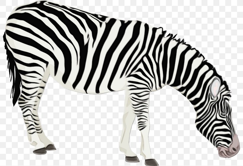 Zebra Cartoon, PNG, 800x561px, Zebra, Animal, Animal Figure, Animal Patterns, Blackandwhite Download Free