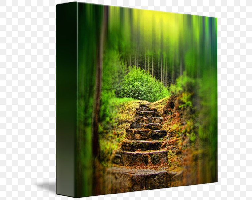 Biome Forest Vegetation Landscape Stock Photography, PNG, 612x650px, Biome, Ecosystem, Forest, Grass, Landscape Download Free