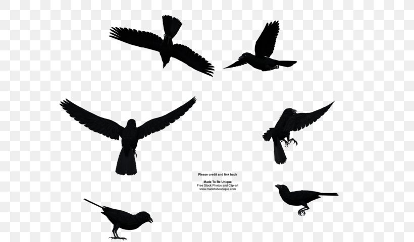 Bird Flight Common Raven Bird Flight Clip Art, PNG, 600x480px, Bird, Animal, Beak, Bird Flight, Bird Migration Download Free