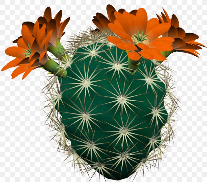 Cactaceae PhotoFiltre Digital Image Clip Art, PNG, 1524x1339px, Cactaceae, Benzersiz, Cactus, Caryophyllales, Digital Image Download Free