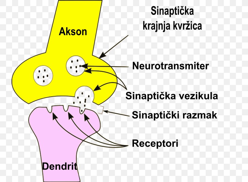 Neuron Saltatory Conduction Synapse Dendrite Axon, PNG, 743x600px, Watercolor, Cartoon, Flower, Frame, Heart Download Free