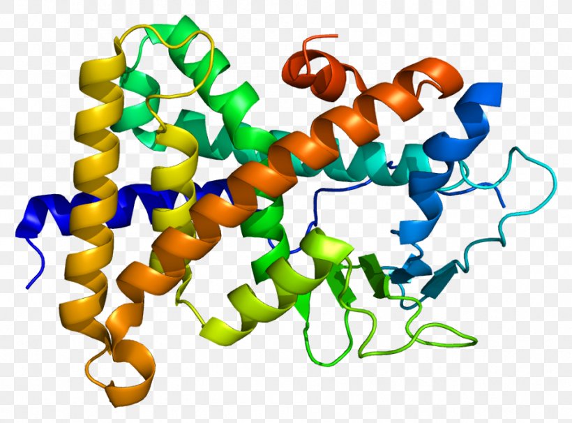Pregnane X Receptor Nuclear Receptor Estrogen Receptor Retinoid X Receptor, PNG, 952x704px, Pregnane X Receptor, Biology, Cell, Estrogen Receptor, Estrogen Receptor Beta Download Free
