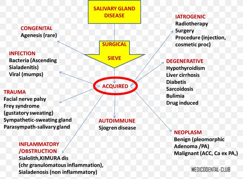 Salivary Gland Pathology Salivary Gland Disorders And Diseases: Diagnosis And Management, PNG, 1565x1158px, Salivary Gland, Adrenal Gland, Adrenal Gland Disorder, Area, Brand Download Free