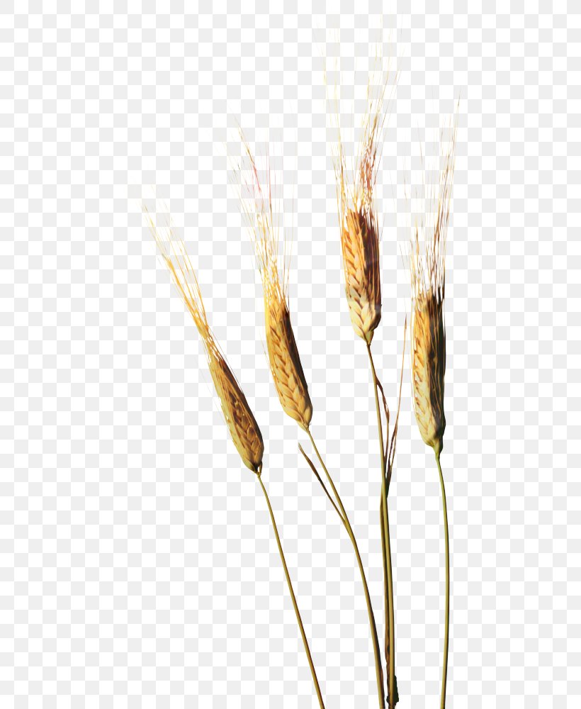 Wheat Cartoon, PNG, 483x1000px, Emmer, Barley, Barleys, Caryopsis, Cereal Download Free