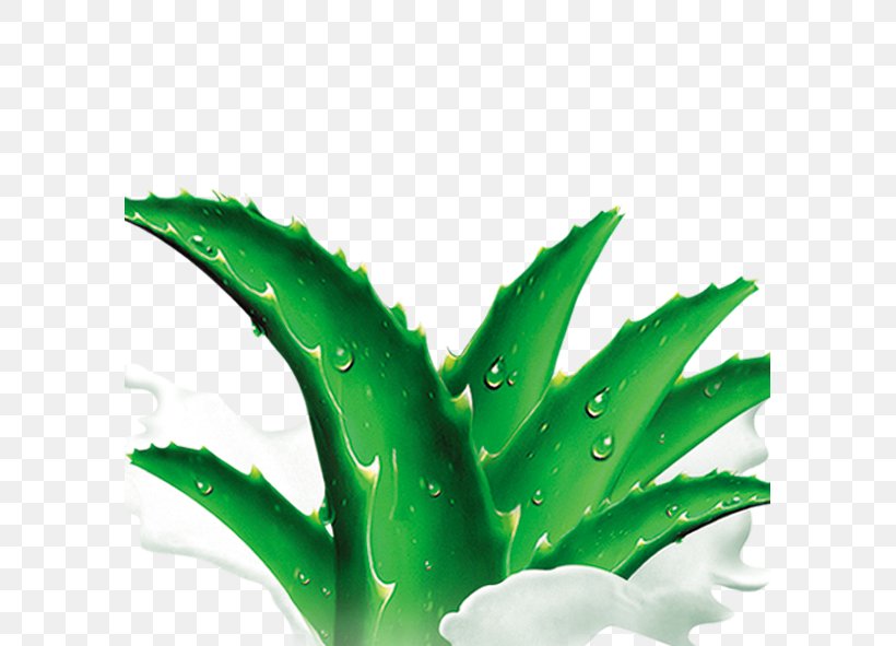 Aloe Agave Clip Art, PNG, 591x591px, Aloe, Agave, Cartoon, Green, Highdefinition Television Download Free